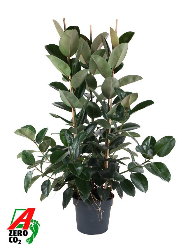 Горшечные цветы и растения оптом Ficus Elastica Robusta Vertakt P40 (no Gap) от 1шт из Голландии с доставкой по России