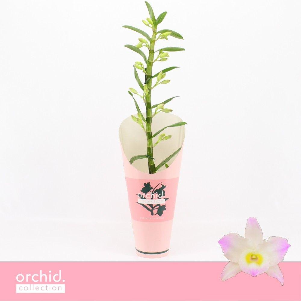 Горшечные цветы и растения оптом Dendr Nob 1st Kumiko Orchid C от 6шт из Голландии с доставкой по России