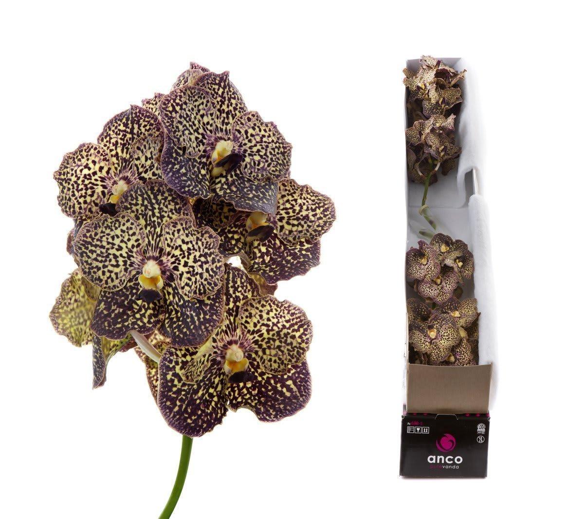 Срезанные цветы оптом Vanda sunanda ocelot mocha per stem от 5шт из Голландии с доставкой по России