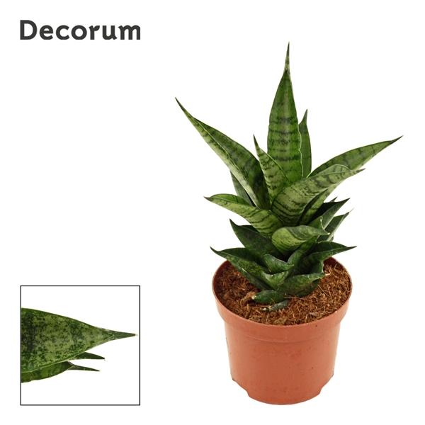 Горшечные цветы и растения оптом Sansevieria Brilliant Crown (decorum) от 12шт (для телеги) из Голландии с доставкой по России