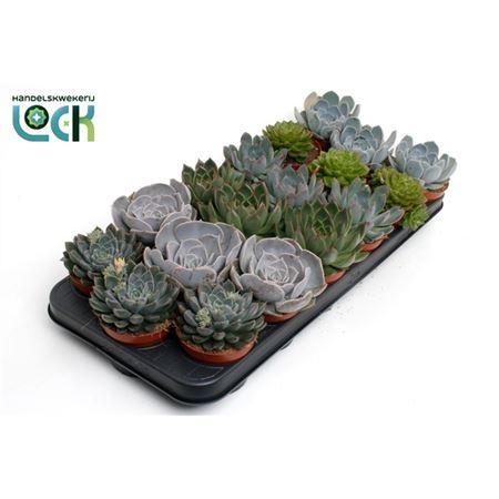 Горшечные цветы и растения оптом Echeveria Gemengd от 18шт (для телеги) из Голландии с доставкой по России