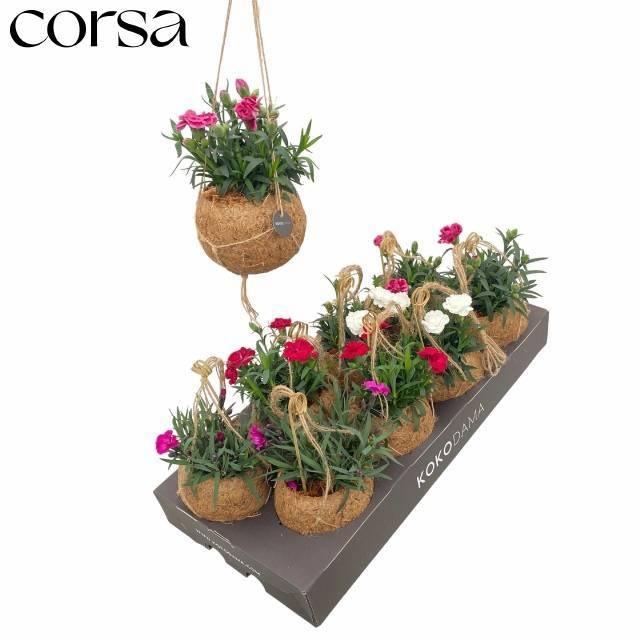 Горшечные цветы и растения оптом Dian Gemengd от 8шт из Голландии с доставкой по России