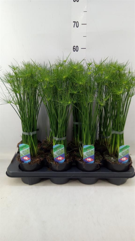 Горшечные цветы и растения оптом Cyperus Haspan от 8шт из Голландии с доставкой по России
