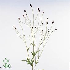 Срезанные цветы оптом Sanguisorba officinalis от 100шт из Голландии с доставкой по России