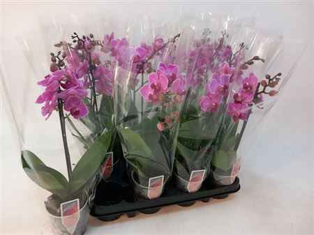 Горшечные цветы и растения оптом Phal Mf Ov Roze 1 Branche 10+ Vertakt от 12шт из Голландии с доставкой по России