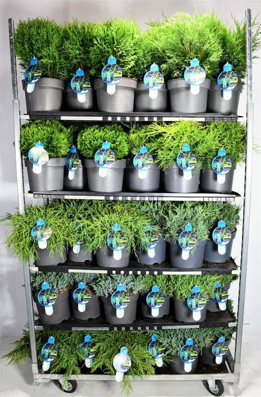 Горшечные цветы и растения оптом Coniferen Mix Cc от 1шт из Голландии с доставкой по России