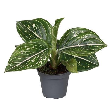 Горшечные цветы и растения оптом Aglaonema Toms Pride от 12шт (для телеги) из Голландии с доставкой по России