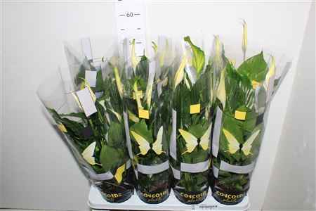 Горшечные цветы и растения оптом Spath Unico Cupido 5+ от 8шт из Голландии с доставкой по России