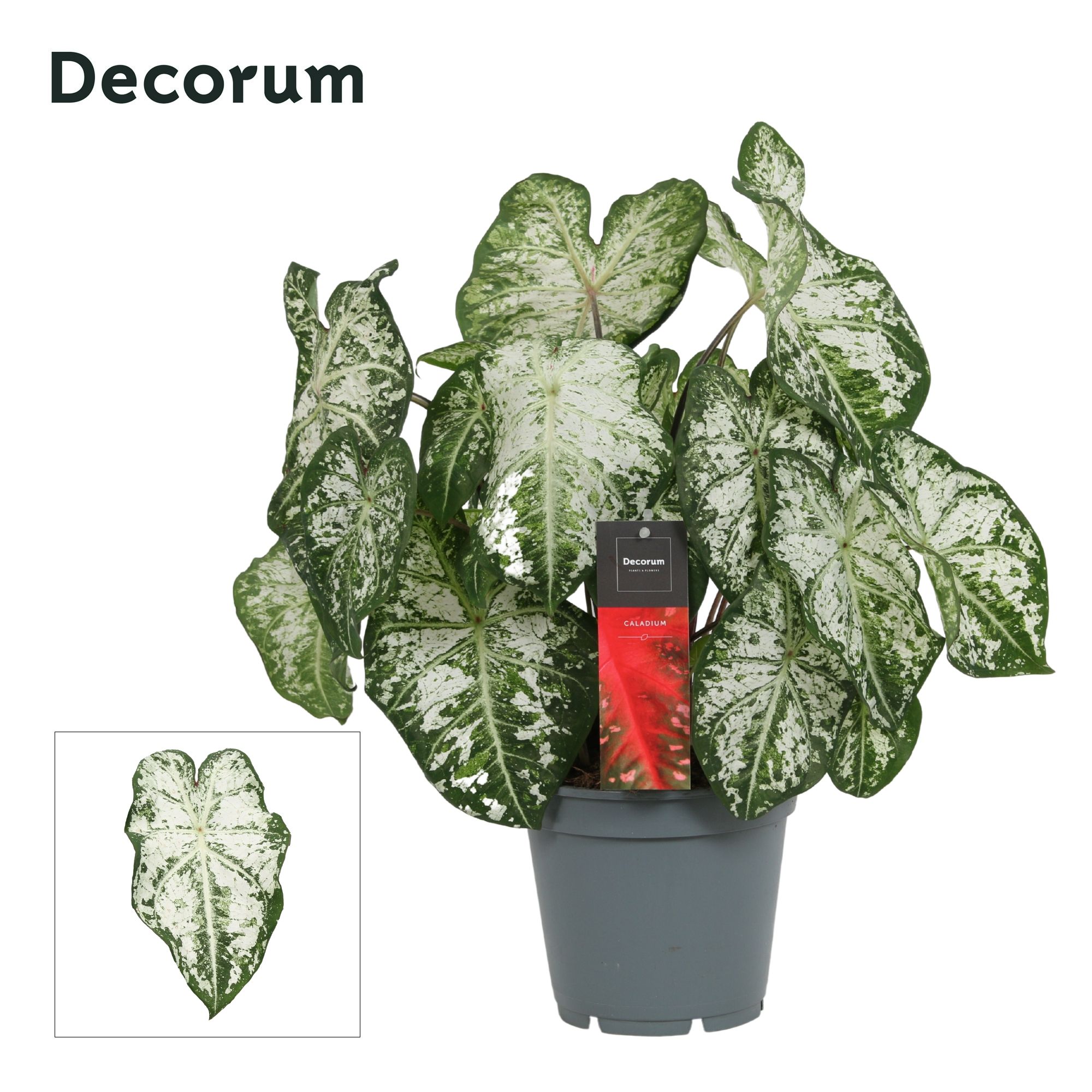 Горшечные цветы и растения оптом Caladium White (decorum) от 6шт из Голландии с доставкой по России