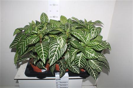 Горшечные цветы и растения оптом Aphel Sq Dania от 6шт из Голландии с доставкой по России