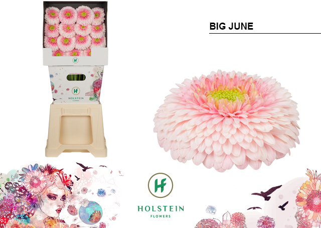 Срезанные цветы оптом Gerbera diamond gerponi big june от 45шт из Голландии с доставкой по России