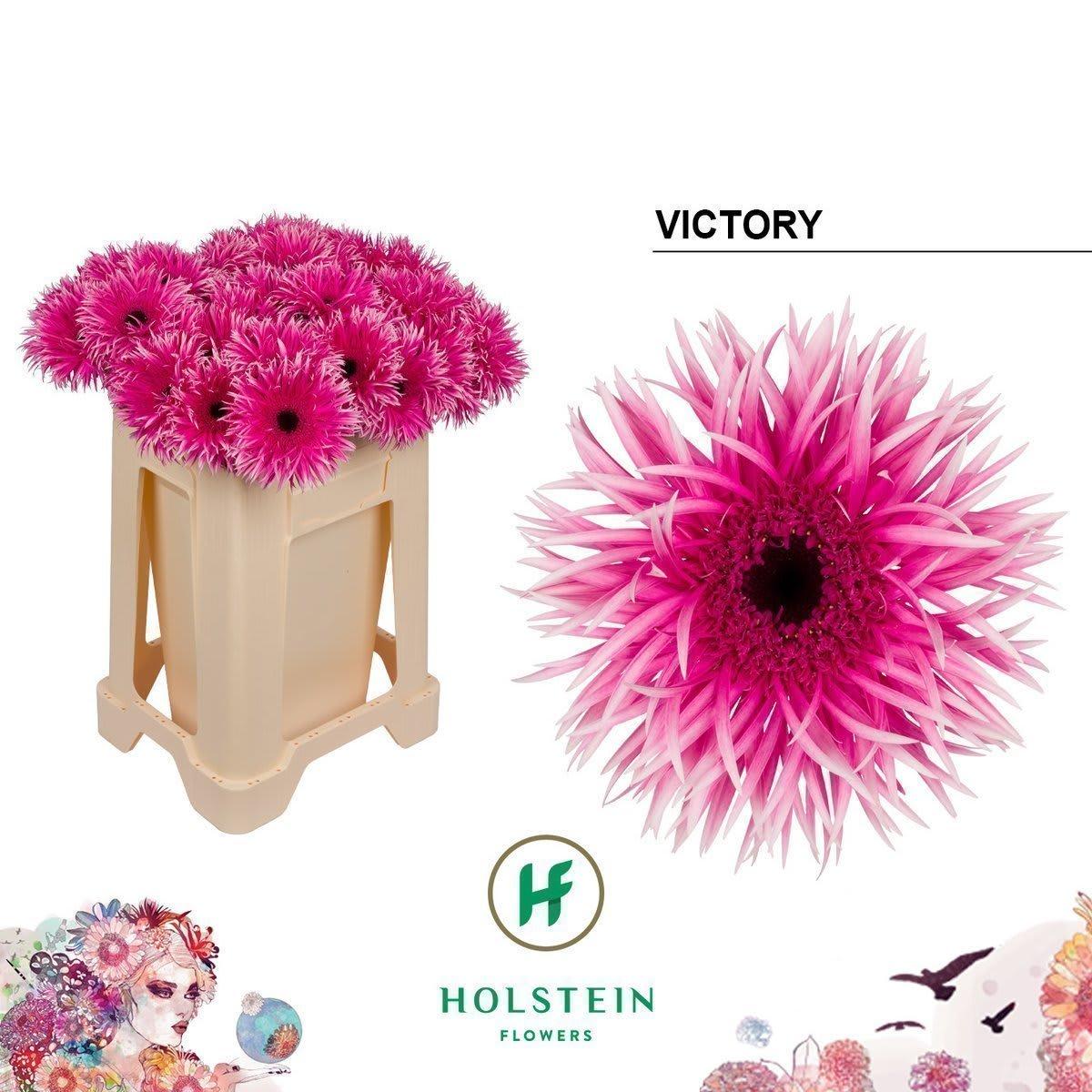 Срезанные цветы оптом Gerbera gerspider victory от 40шт из Голландии с доставкой по России