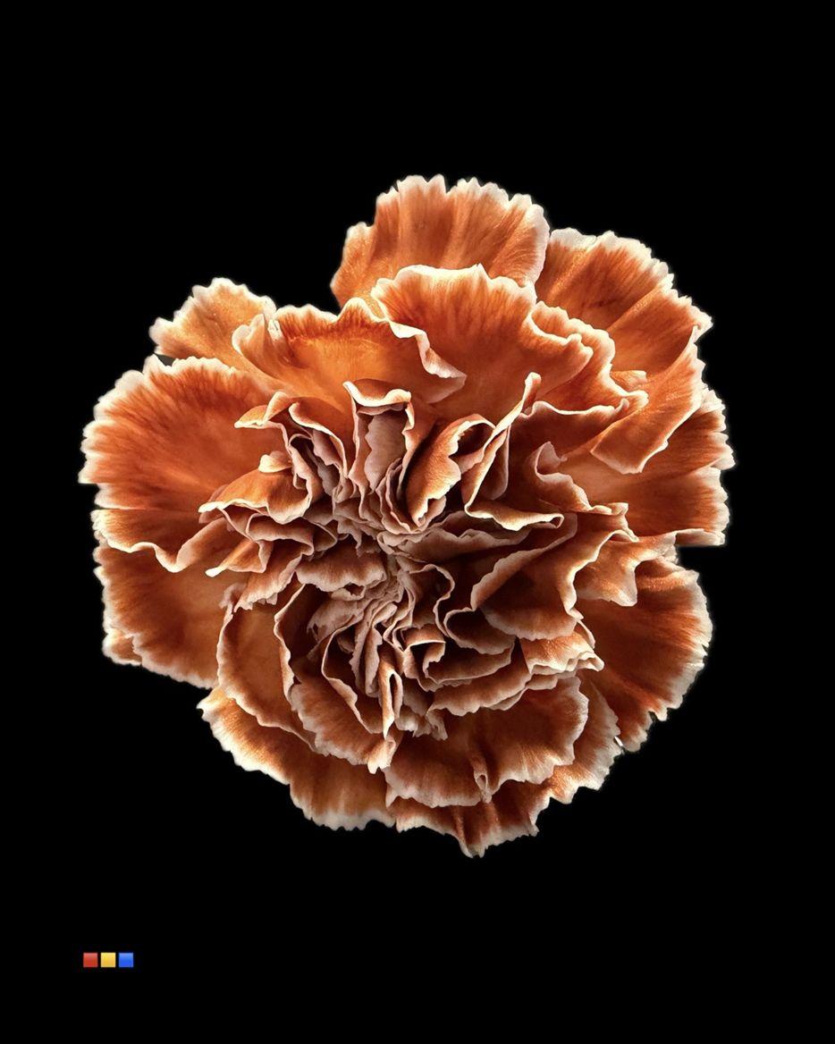 Срезанные цветы оптом Dianthus st paint latte от 80шт из Голландии с доставкой по России