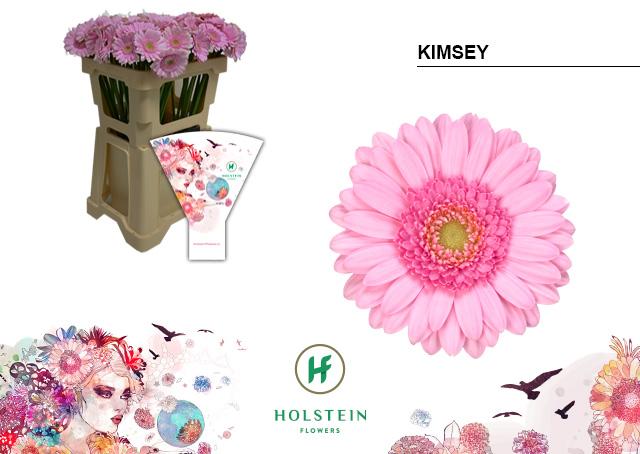 Срезанные цветы оптом Germini kimsey от 80шт из Голландии с доставкой по России