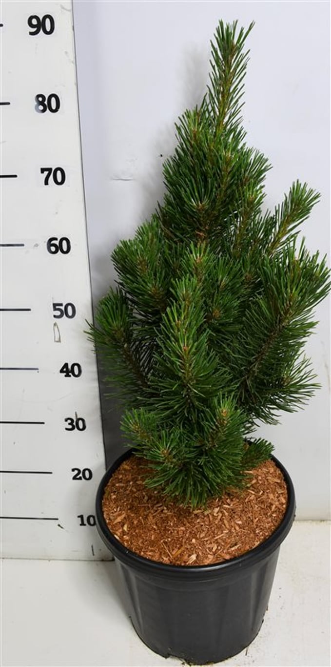 Горшечные цветы и растения оптом Pinus Mugo Rigi от 1шт из Голландии с доставкой по России