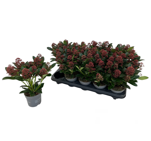 Горшечные цветы и растения оптом Skimmia Jap. Rubella от 10шт из Голландии с доставкой по России