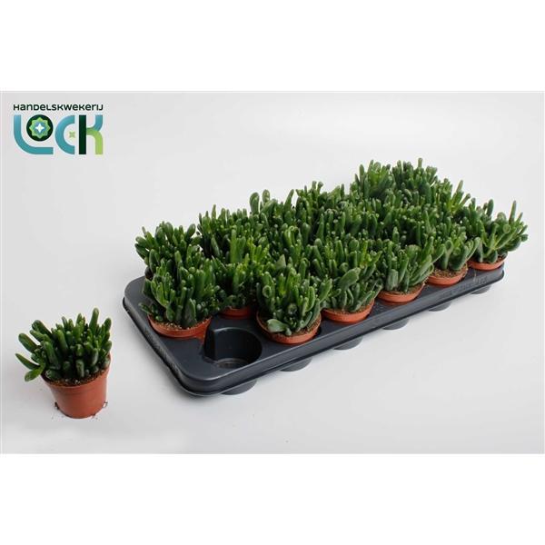 Горшечные цветы и растения оптом Crassula Horn Tree от 12шт (для телеги) из Голландии с доставкой по России