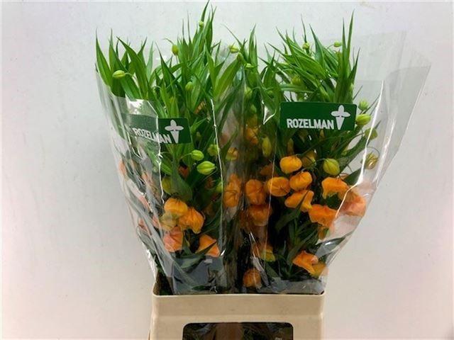 Срезанные цветы оптом Sandersonia aurantiaca orange от 20шт из Голландии с доставкой по России
