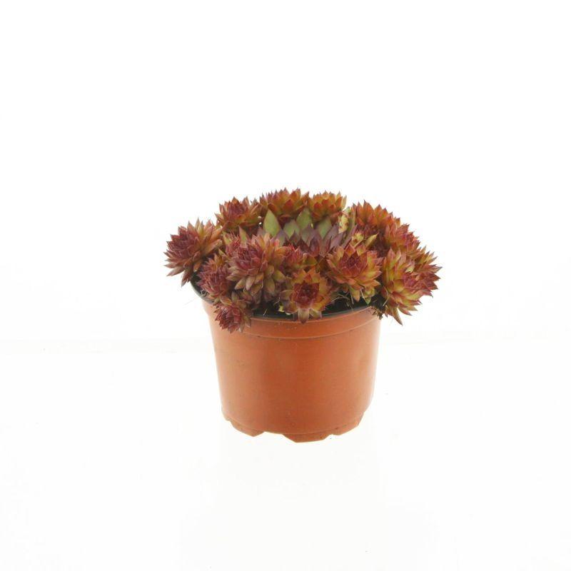 Горшечные цветы и растения оптом Sempervivum Othello Special от 9шт из Голландии с доставкой по России