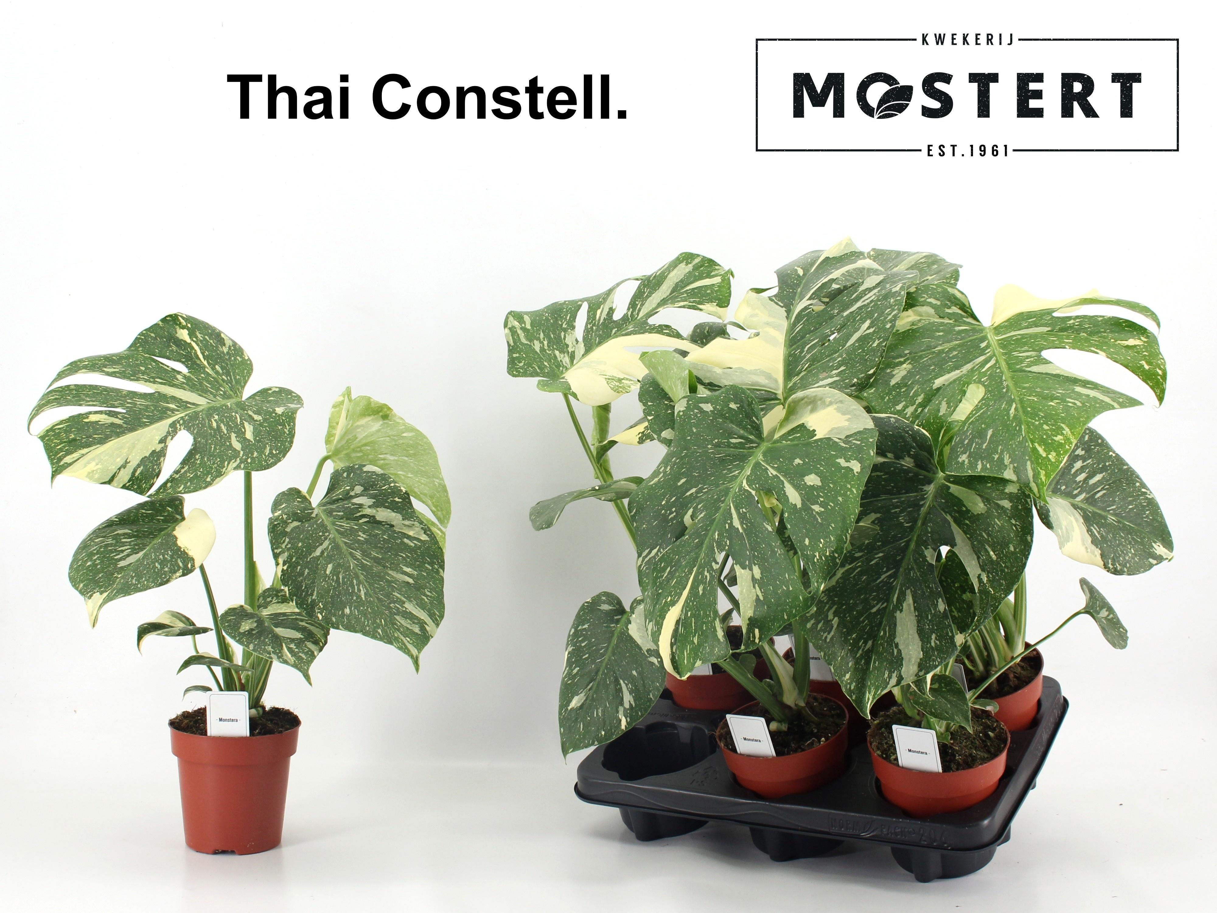 Горшечные цветы и растения оптом Monstera Del Thai Co от 6шт из Голландии с доставкой по России