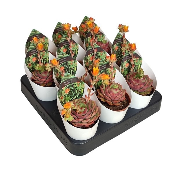 Горшечные цветы и растения оптом Echeveria Ramillette Potcover от 12шт (для телеги) из Голландии с доставкой по России