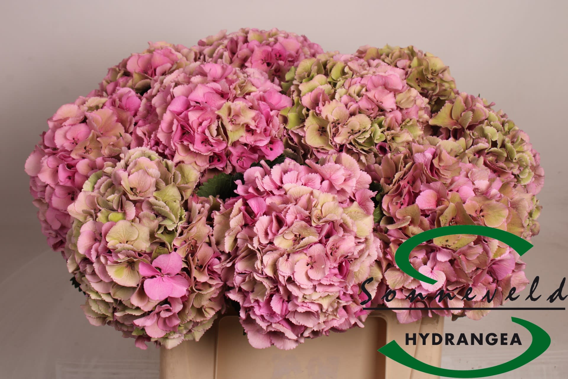 Срезанные цветы оптом Hydrangea royal parade classic от 10шт из Голландии с доставкой по России