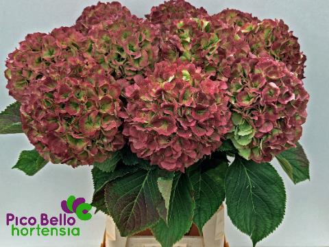 Срезанные цветы оптом Hydrangea white verena classic от 10шт из Голландии с доставкой по России