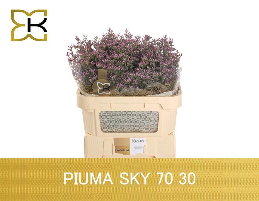 Срезанные цветы оптом Limonium piuma sky от 50шт из Голландии с доставкой по России