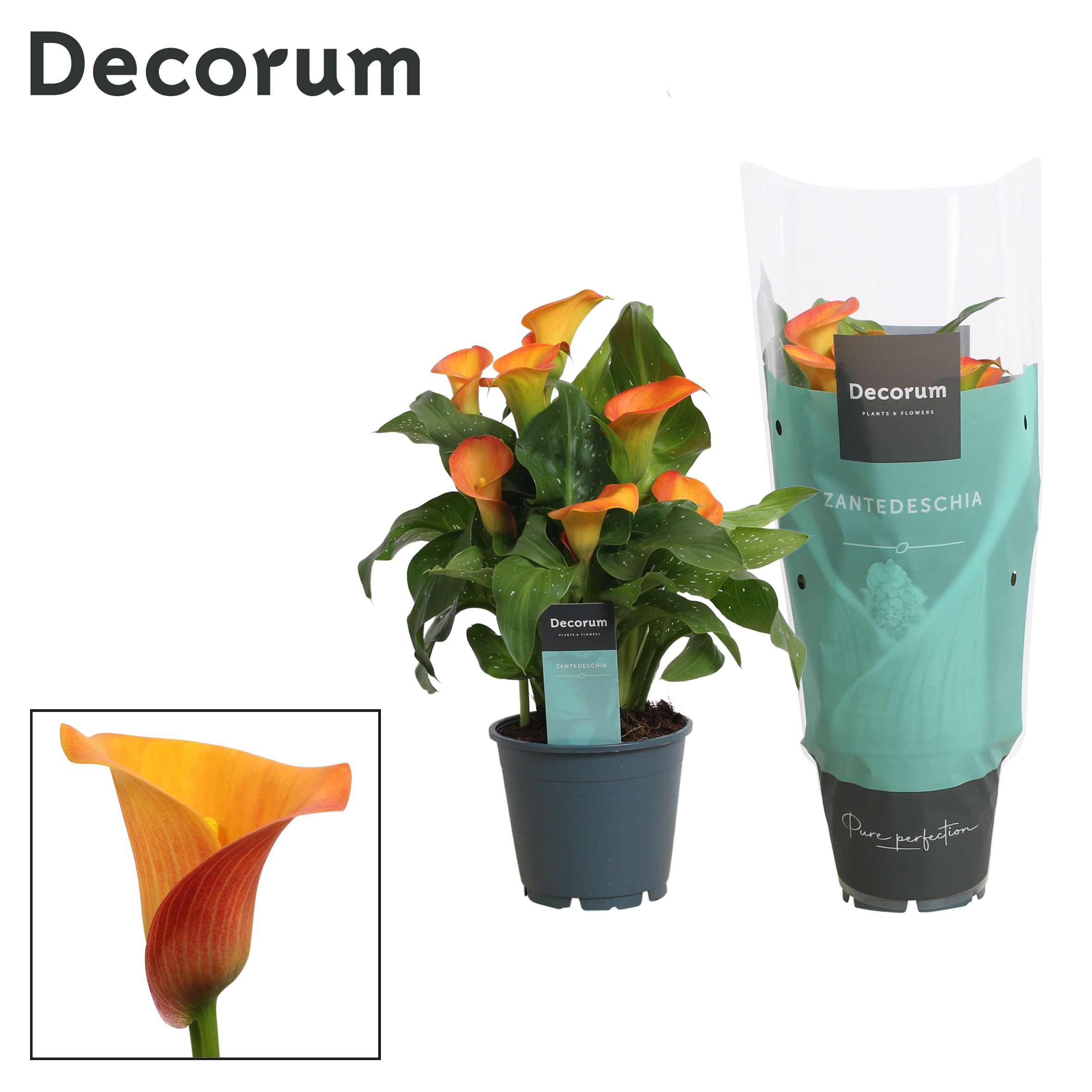 Горшечные цветы и растения оптом Zantedeschia Orange (decorum) от 8шт из Голландии с доставкой по России