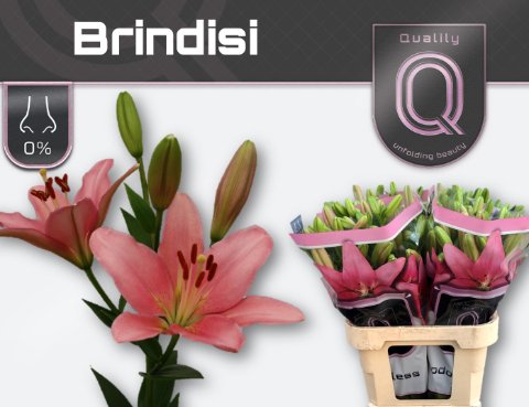 Срезанные цветы оптом Lilium la brindisi от 60шт. из Голландии с доставкой по России