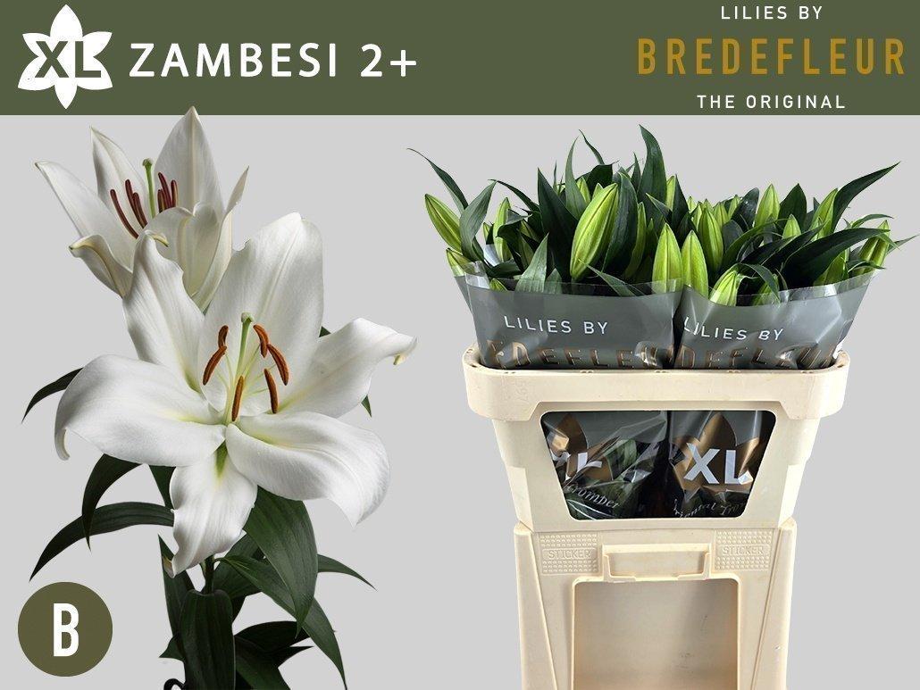 Срезанные цветы оптом Lilium or zambesi от 80шт. из Голландии с доставкой по России