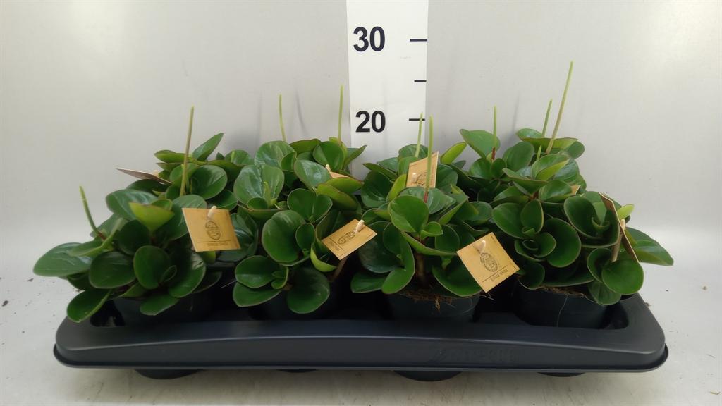 Горшечные цветы и растения оптом Peperomia Obt. obtipan от 8шт из Голландии с доставкой по России