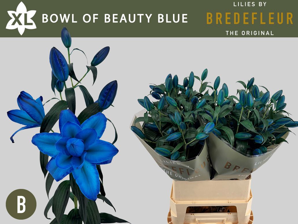 Срезанные цветы оптом Lilium or paint bowl of beauty blue от 20шт из Голландии с доставкой по России