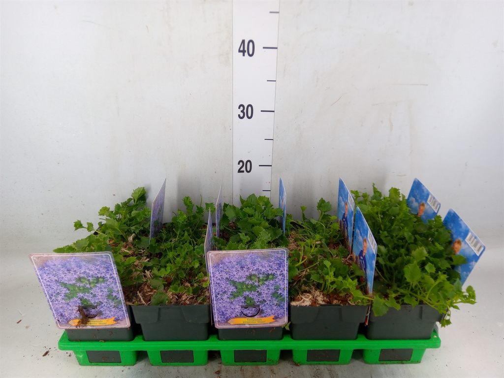 Горшечные цветы и растения оптом Campanula Garganica от 10шт (для телеги) из Голландии с доставкой по России