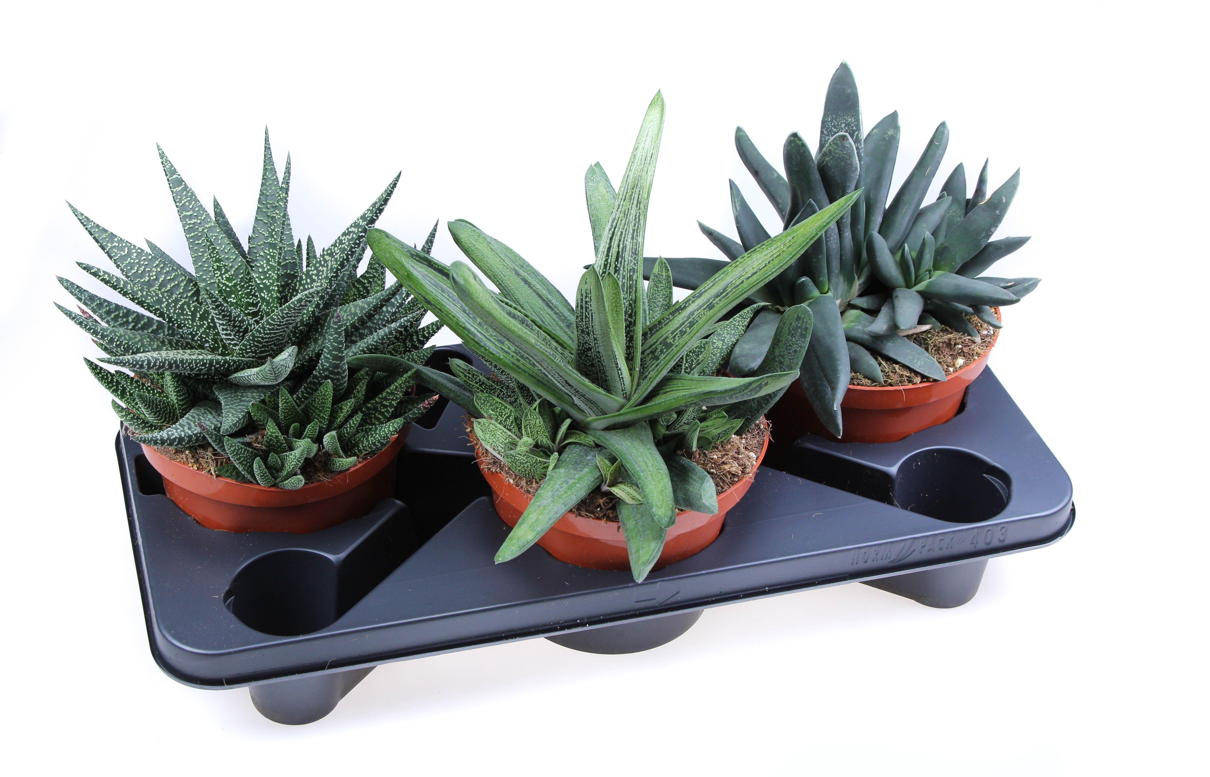 Горшечные цветы и растения оптом Aloe Haworthia Mix от 3шт из Голландии с доставкой по России