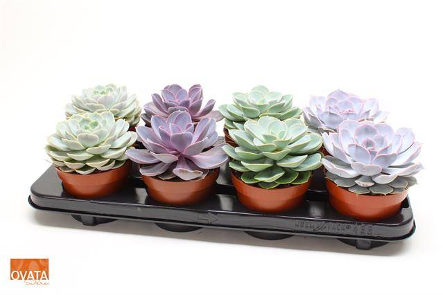 Горшечные цветы и растения оптом Echeveria Mix от 8шт из Голландии с доставкой по России