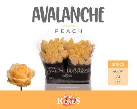 Срезанные цветы оптом Rosa large peach avalanche+ от 40шт из Голландии с доставкой по России