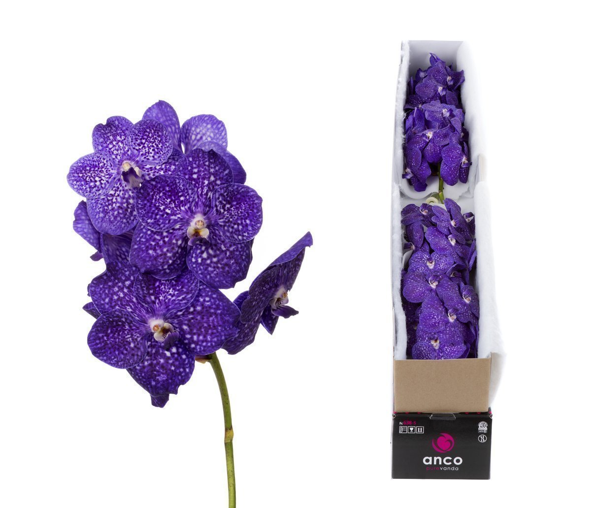 Срезанные цветы оптом Vanda nitaya tweed blue per stem от 20шт. из Голландии с доставкой по России