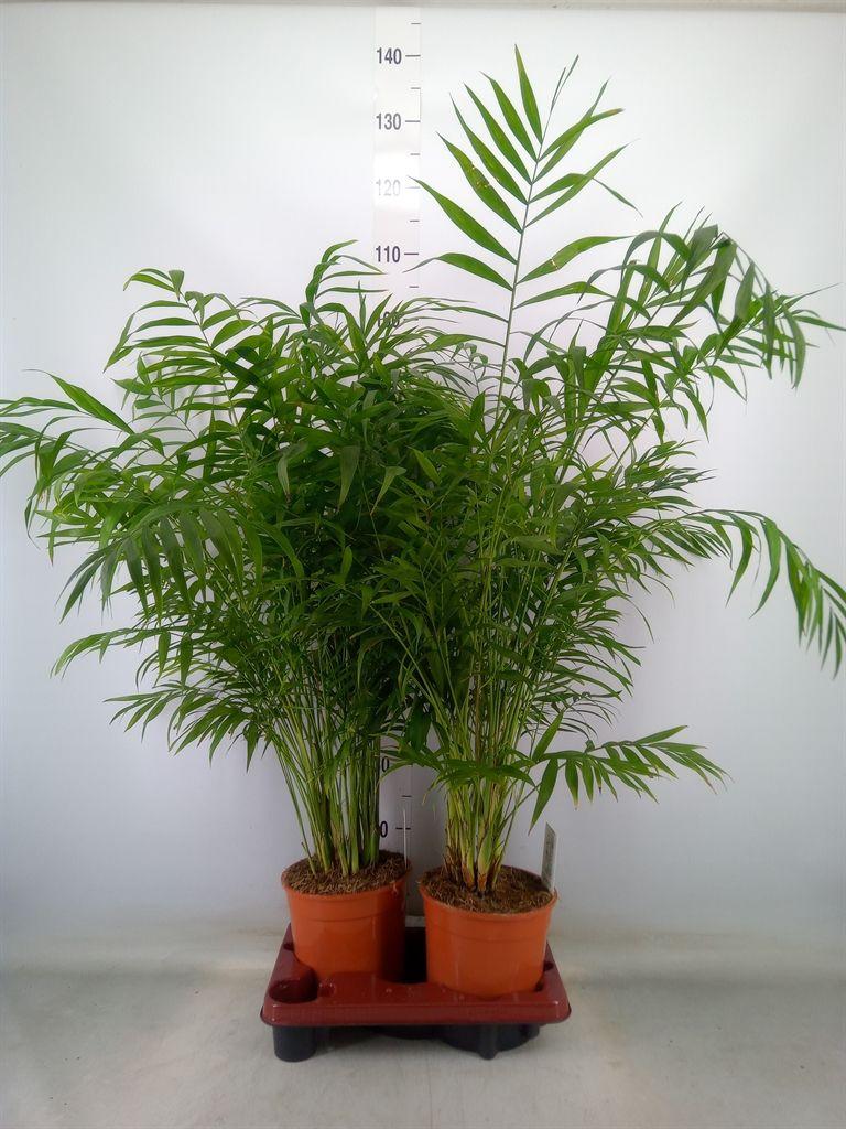 Горшечные цветы и растения оптом Chamaedorea Elegans от 2шт из Голландии с доставкой по России