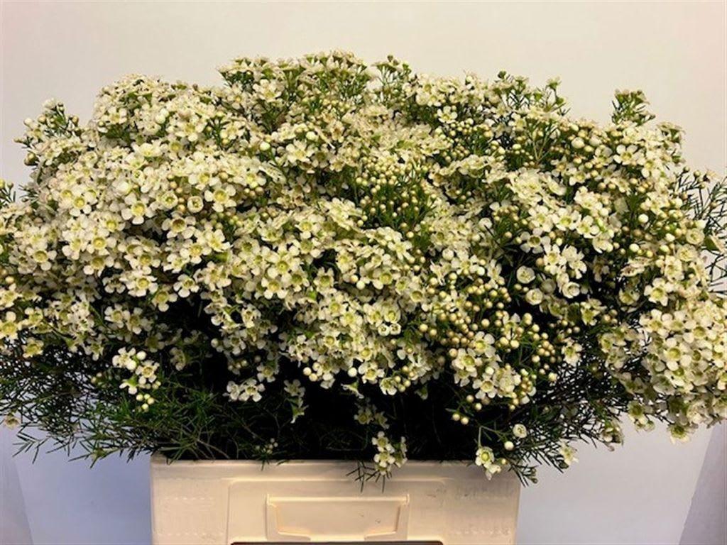 Срезанные цветы оптом Chamelaucium jupiter moon от 50шт из Голландии с доставкой по России