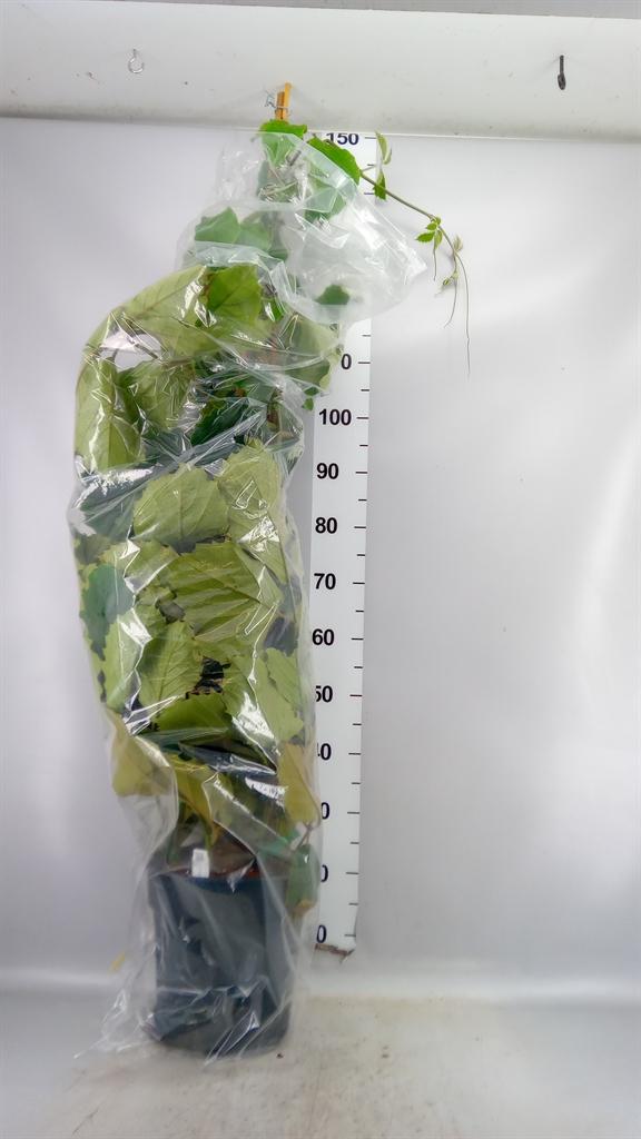 Горшечные цветы и растения оптом Tetrastigma Voinierianum A от 1шт из Голландии с доставкой по России