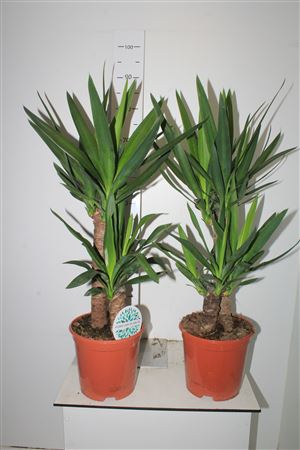 Горшечные цветы и растения оптом Yucca 45-20 Cm 2+ от 1шт из Голландии с доставкой по России