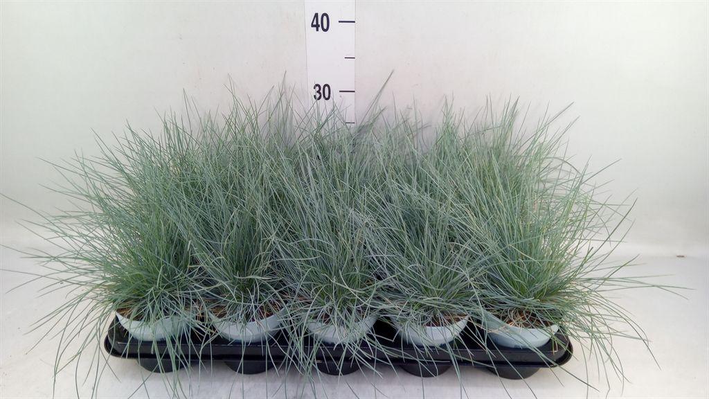 Горшечные цветы и растения оптом Festuca Glauca Compacta Blue от 15шт из Голландии с доставкой по России