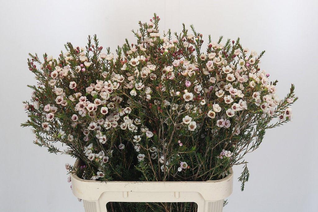 Срезанные цветы оптом Chamelaucium moonlight delight от 25шт из Голландии с доставкой по России