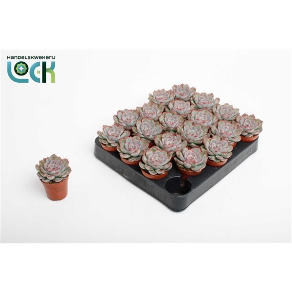 Горшечные цветы и растения оптом Echeveria Pelisuda от 20шт из Голландии с доставкой по России