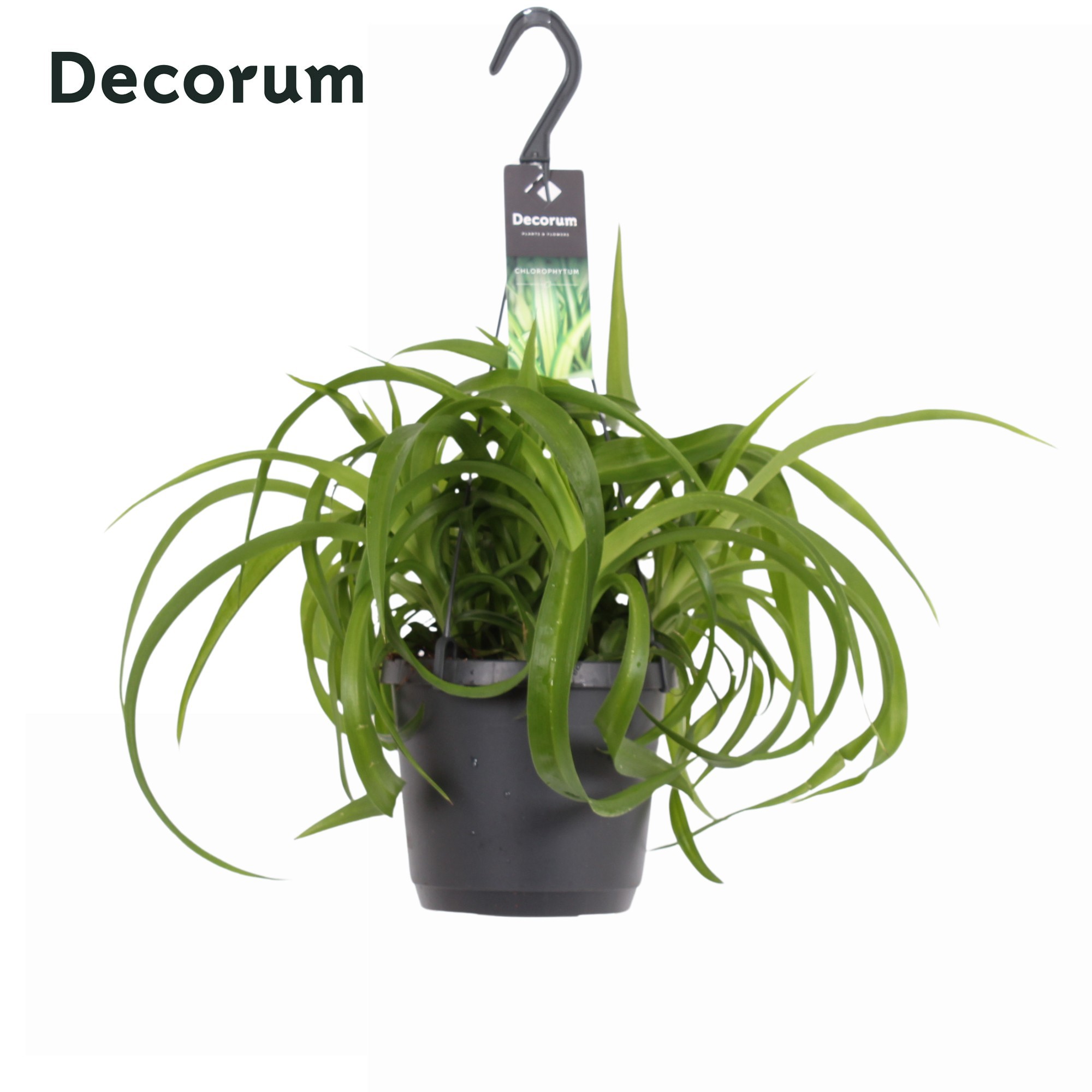Горшечные цветы и растения оптом Chlorophytum Com.green Bonnie от 6шт из Голландии с доставкой по России