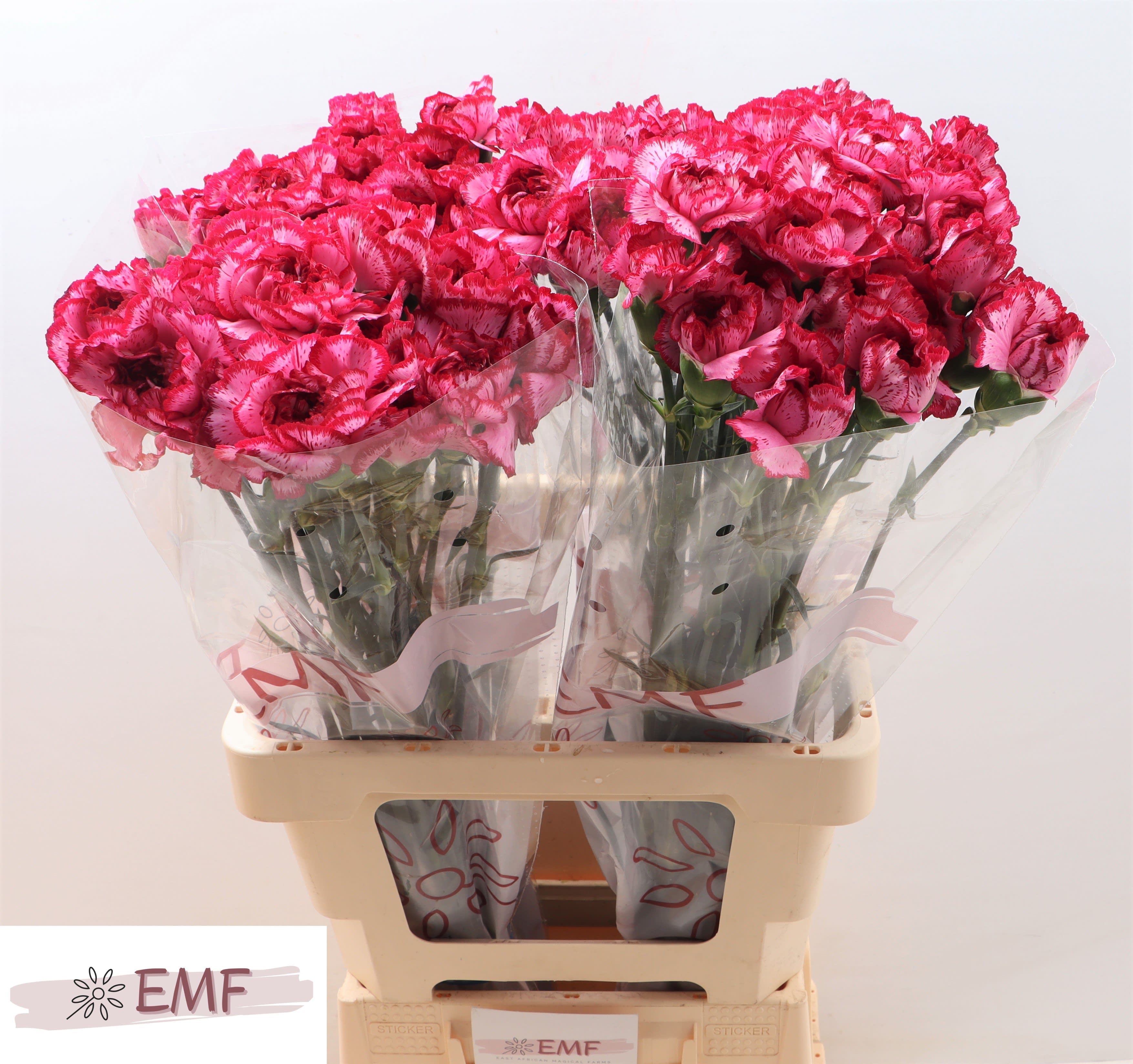Срезанные цветы оптом Dianthus st baccarat purple от 80шт из Голландии с доставкой по России