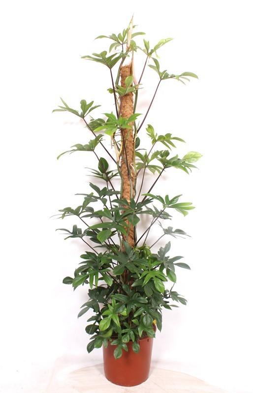 Горшечные цветы и растения оптом Philodendron Pedatum Mosspole от 1шт из Голландии с доставкой по России