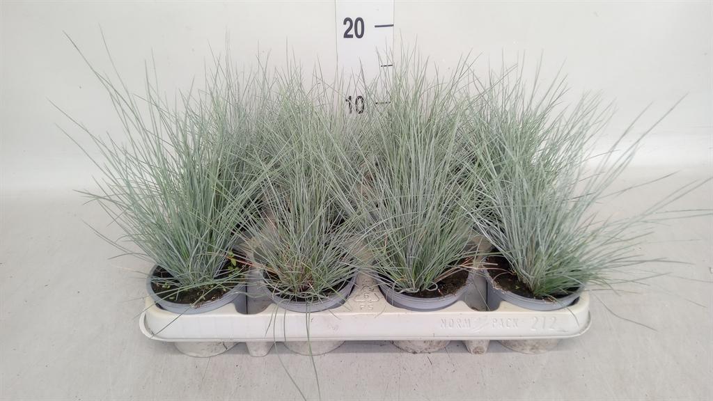Горшечные цветы и растения оптом Festuca Glauca от 12шт (для телеги) из Голландии с доставкой по России