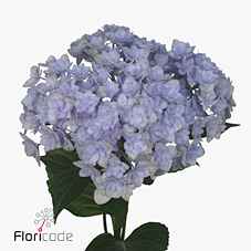 Срезанные цветы оптом Hydrangea beautensia luxor blue от 10шт из Голландии с доставкой по России